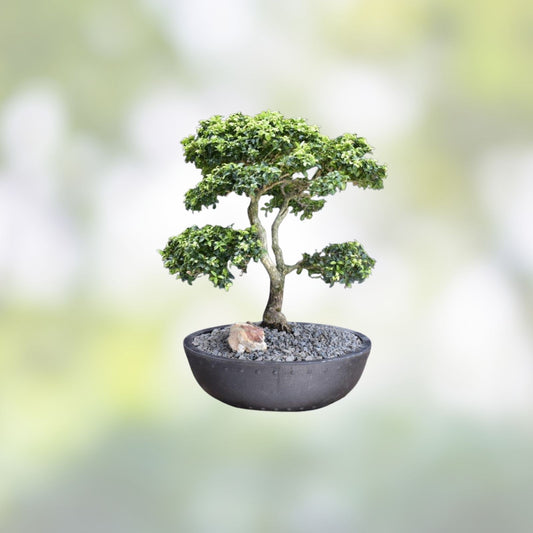 Kingsville Boxwood Mame Bonsai Tree Buxus microphylla Rare Live Plant Starter Cutting Houseplant