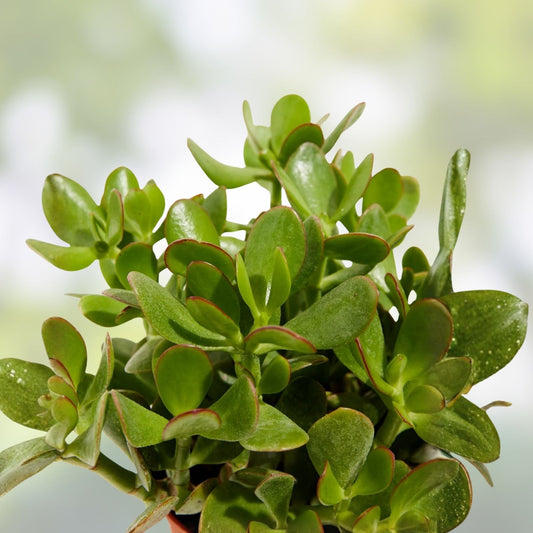 Jade Plant Leaf Cuttings Set of 12 Crassula ovata Succulent Propagation Indoor Houseplant