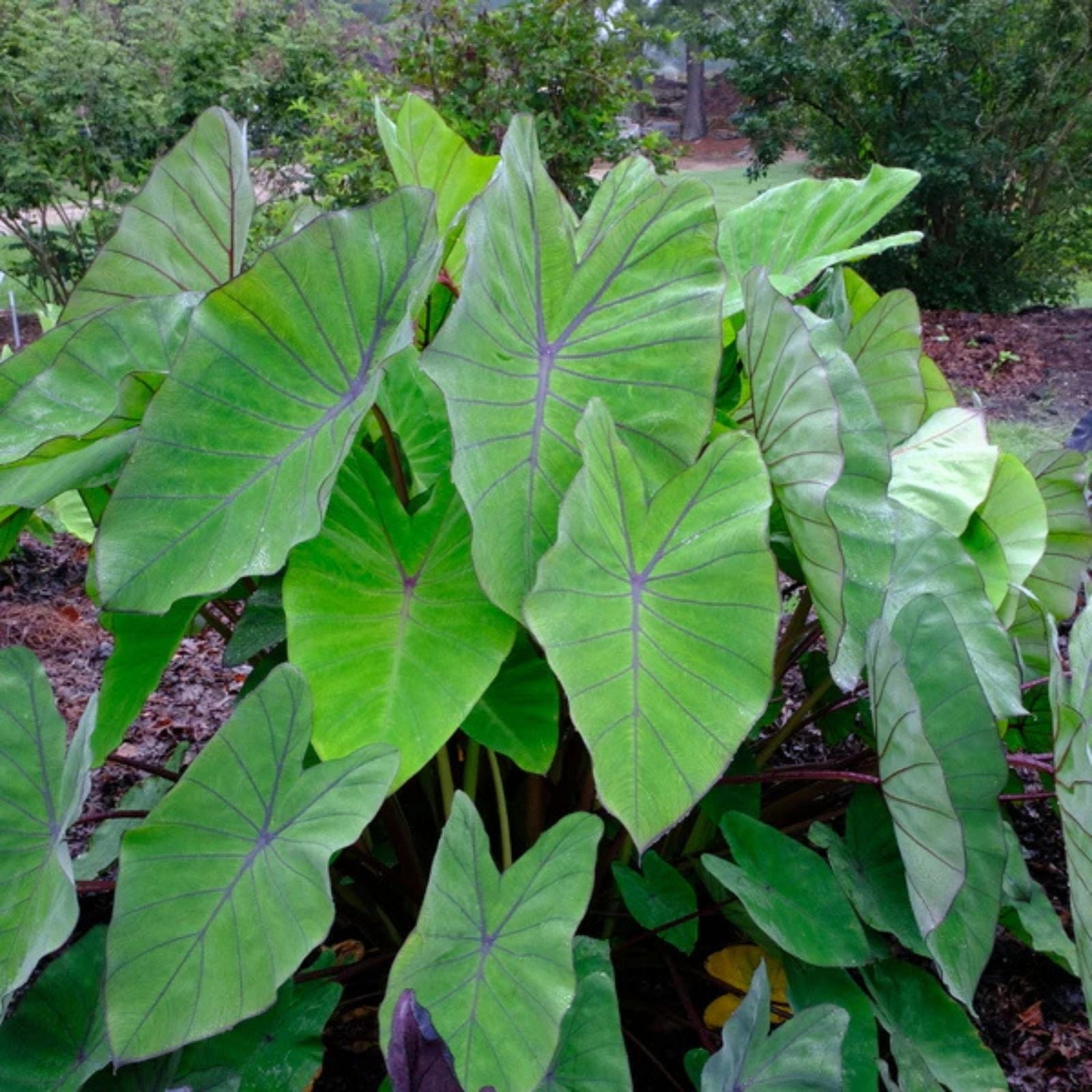 Elepaio Starter Plant, Small Rooted Colocasia esculenta, Elephant Ear Tropical Foliage Plant for Garden and Indoor Decor