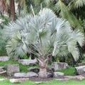 Silver Bismarckia Palm Seeds 5 Pack | Bismarckia Nobilis Tropical Garden Plant Seeds | Live Plant Cutting Bare Root Starter