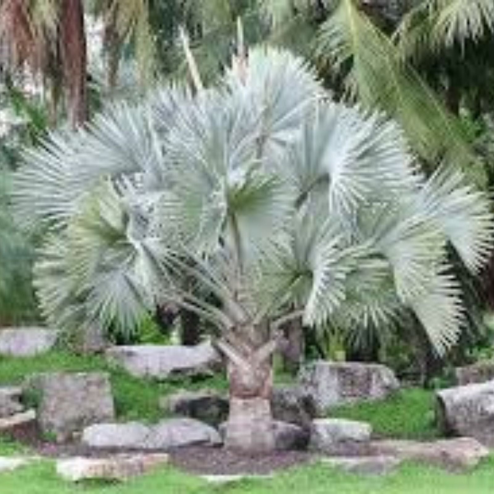 Silver Bismarckia Palm Seeds 5 Pack | Bismarckia Nobilis Tropical Garden Plant Seeds | Live Plant Cutting Bare Root Starter