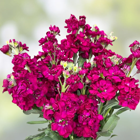 Katz Ruby Delphinium Seeds 500 Pack | Live Garden Flower Starter Plant | Ajacis Variety | Perennial Cut Flower Seed