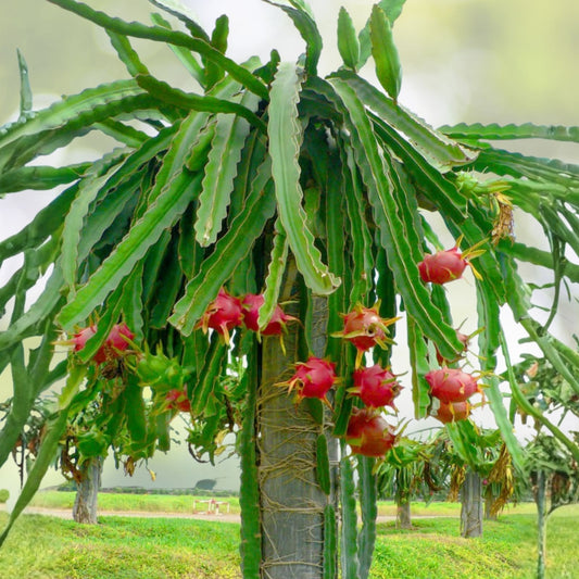 Dragon Fruit Cuttings 10-Pack White Flesh Hylocereus Undatus Edible Cactus Starter Plants 8-14 Inches