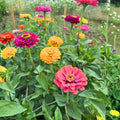 California Giant Zinnia Seeds 100 Count Bright Color Zinnia elegans Garden Flower Seeds Live Plant Cutting