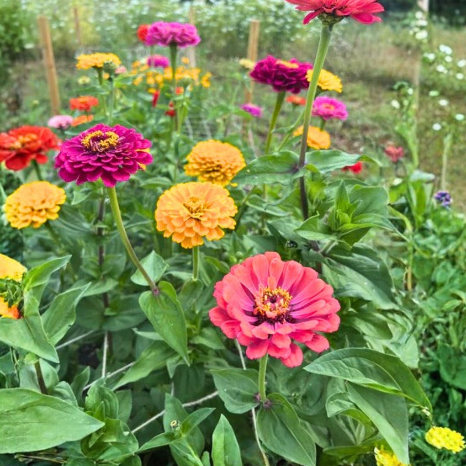 California Giant Zinnia Seeds 100 Count Bright Color Zinnia elegans Garden Flower Seeds Live Plant Cutting
