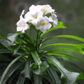 Plumeria alba Bridal Bouquet Plant Cuttings – 8-12" Frangipani Live Plant, Fast-Growing Fragrant Flowers, Starter or Bare Root