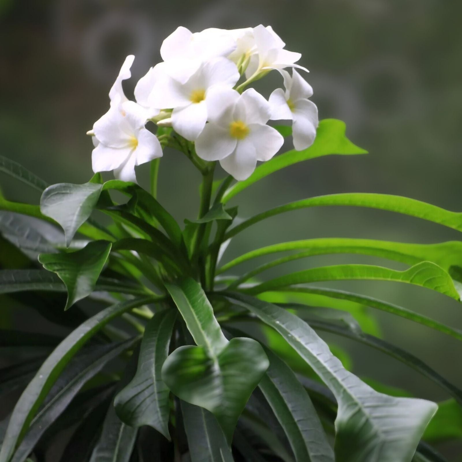 Plumeria alba Bridal Bouquet Plant Cuttings – 8-12" Frangipani Live Plant, Fast-Growing Fragrant Flowers, Starter or Bare Root