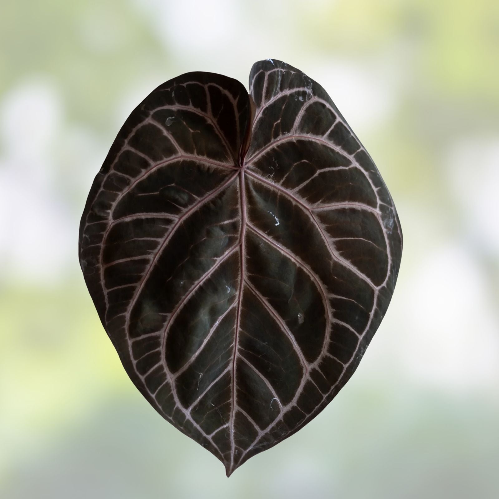 Anthurium Velvet Leaf Tezula Red Crystallinum X NSE Dressleri Live Houseplant Tropical Indoor Decor