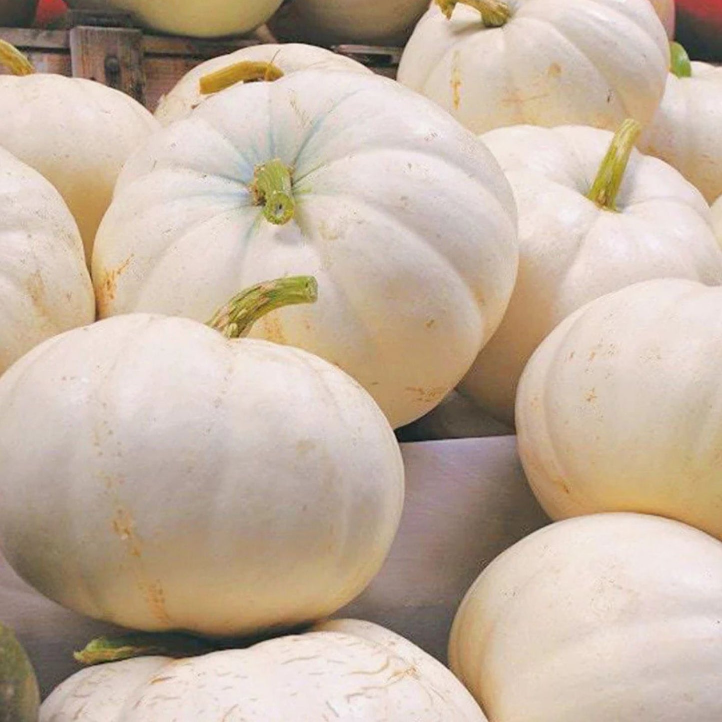 Organic White Boer Pumpkin Seeds 10 Pack Heirloom Non-GMO Edible Pumpkin Seeds USA Grown