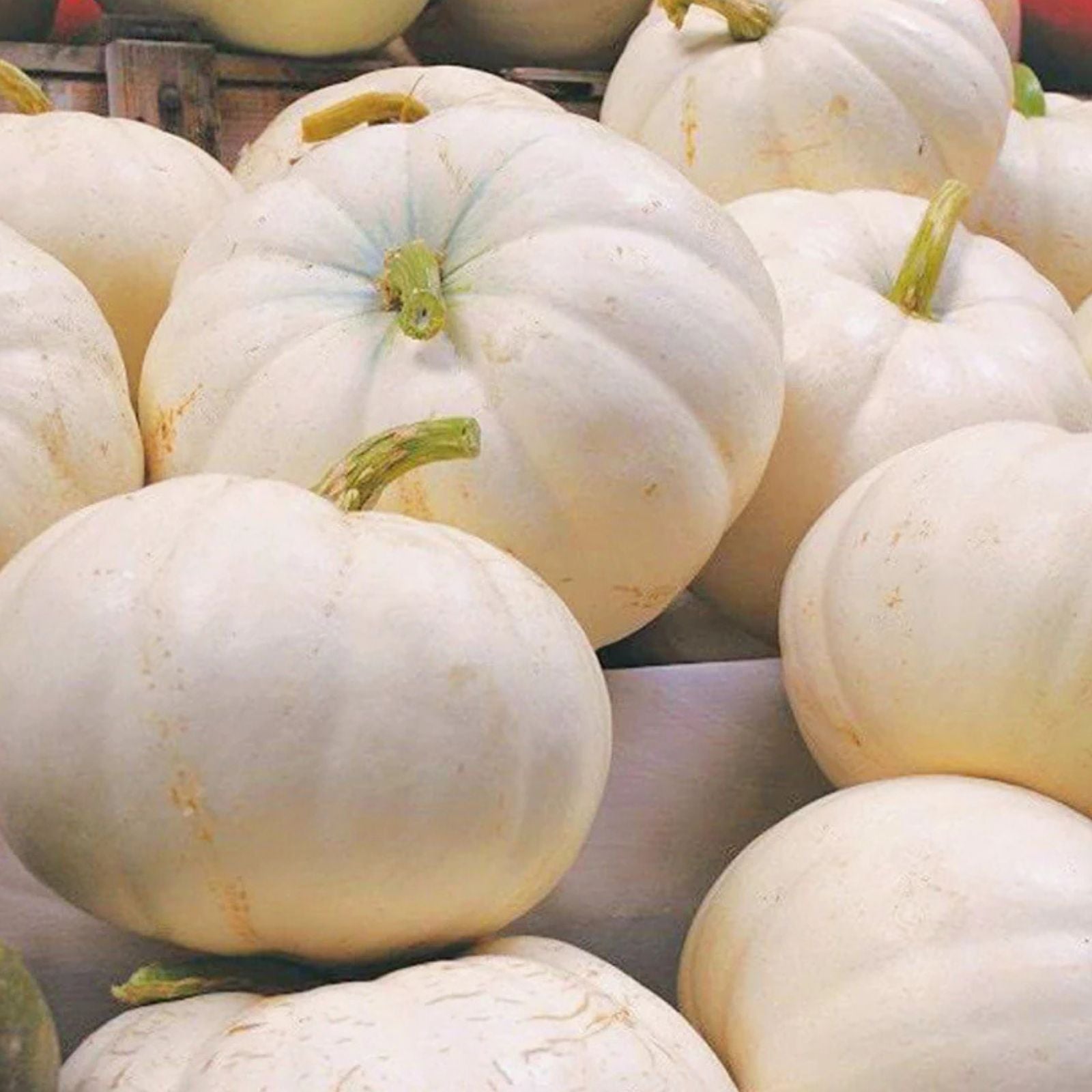 Organic White Boer Pumpkin Seeds 10 Pack Heirloom Non-GMO Edible Pumpkin Seeds USA Grown