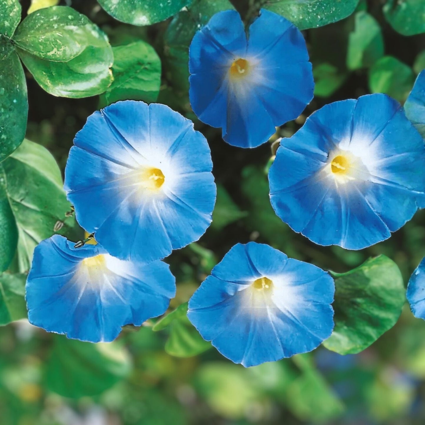Morning Glory Seeds Heavenly Blue 100 Pack Ipomoea tricolor Garden Flower Seeds Live Plant Cutting Bare Root Starter Plant