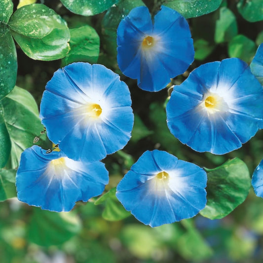 Morning Glory Seeds Heavenly Blue 100 Pack Ipomoea tricolor Garden Flower Seeds Live Plant Cutting Bare Root Starter Plant