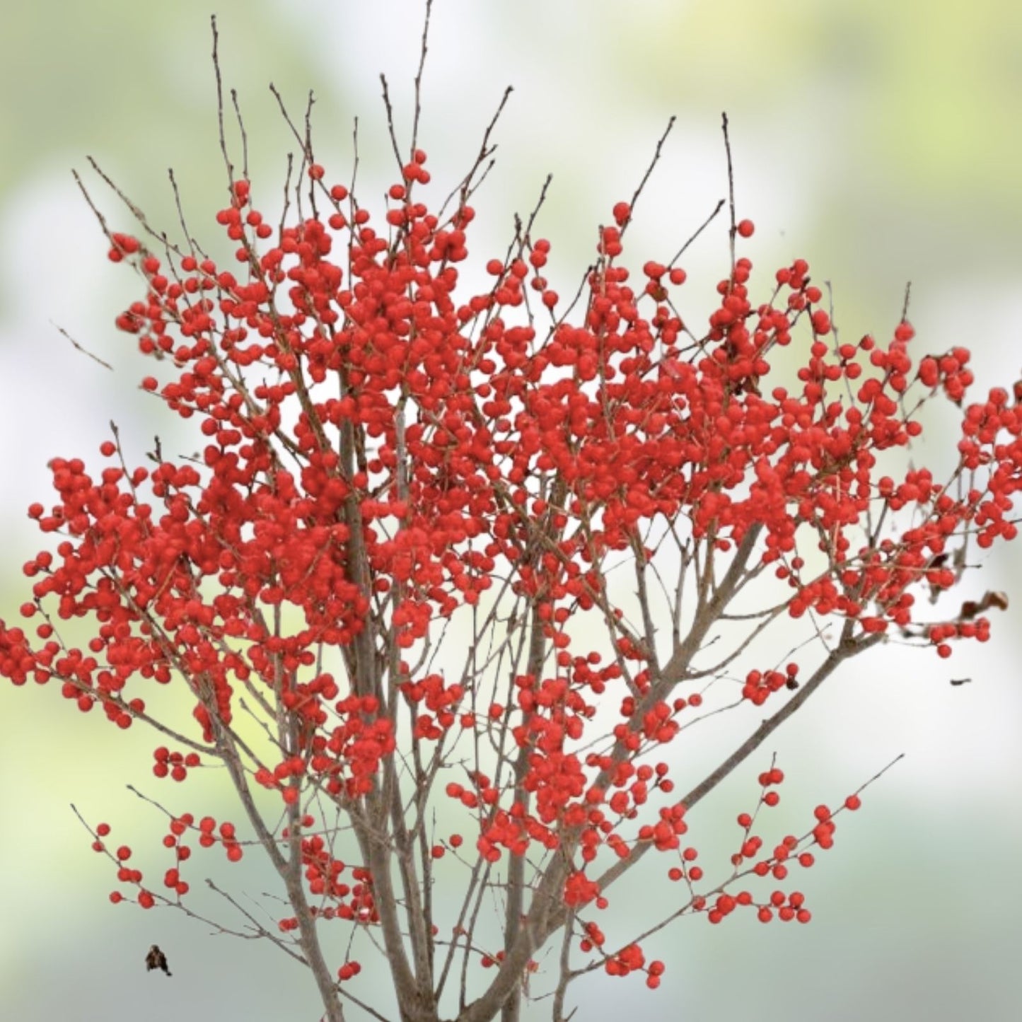 Winterberry Holly Cuttings 6-Pack | Ilex verticillata Red & Yellow Berries Live Plant Propagation
