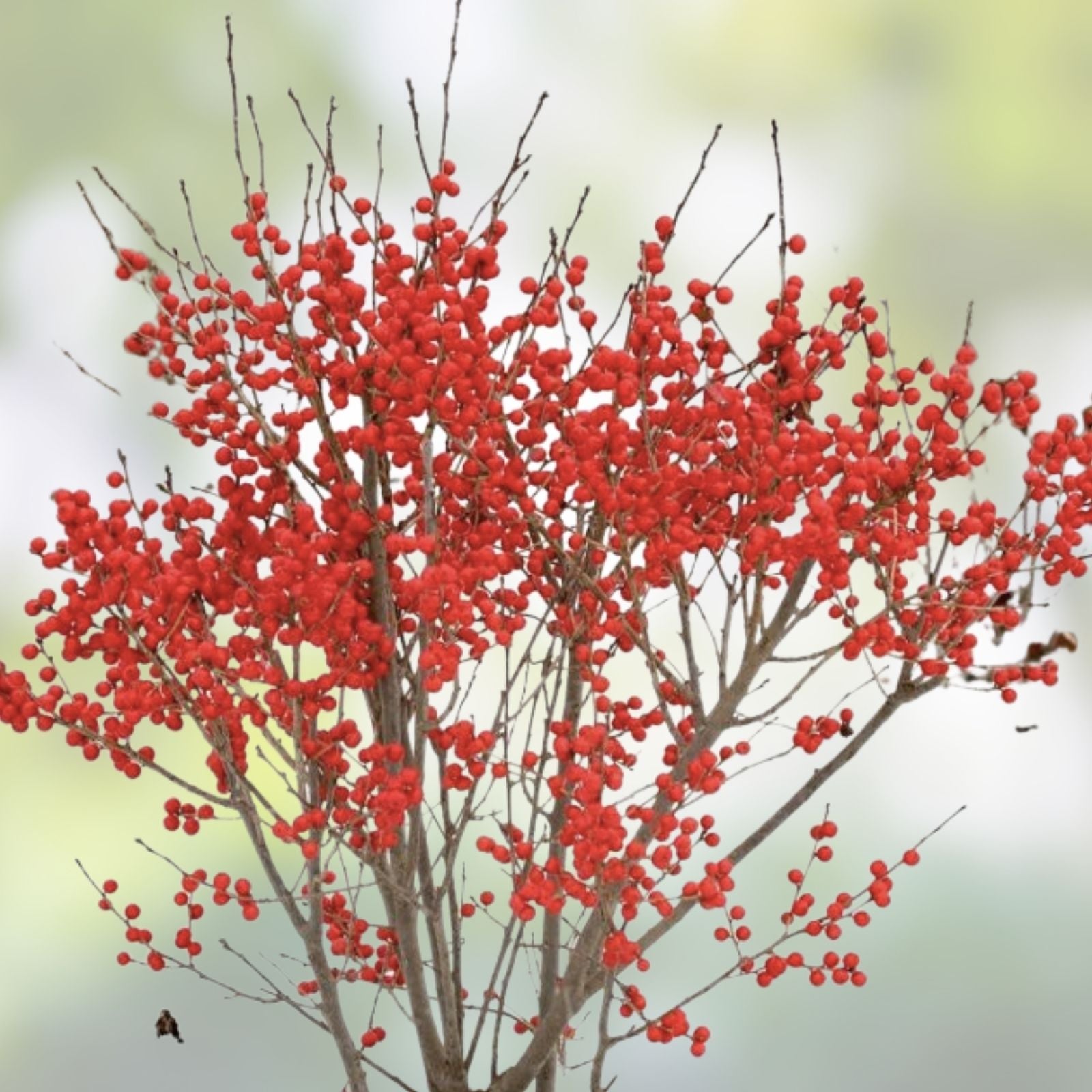 Winterberry Holly Cuttings 6-Pack | Ilex verticillata Red & Yellow Berries Live Plant Propagation