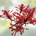 Red Firespike Plant Cuttings – 6 Organic Hummingbird Garden Plants, Odontonema strictum, Butterfly-Friendly, Easy to Grow