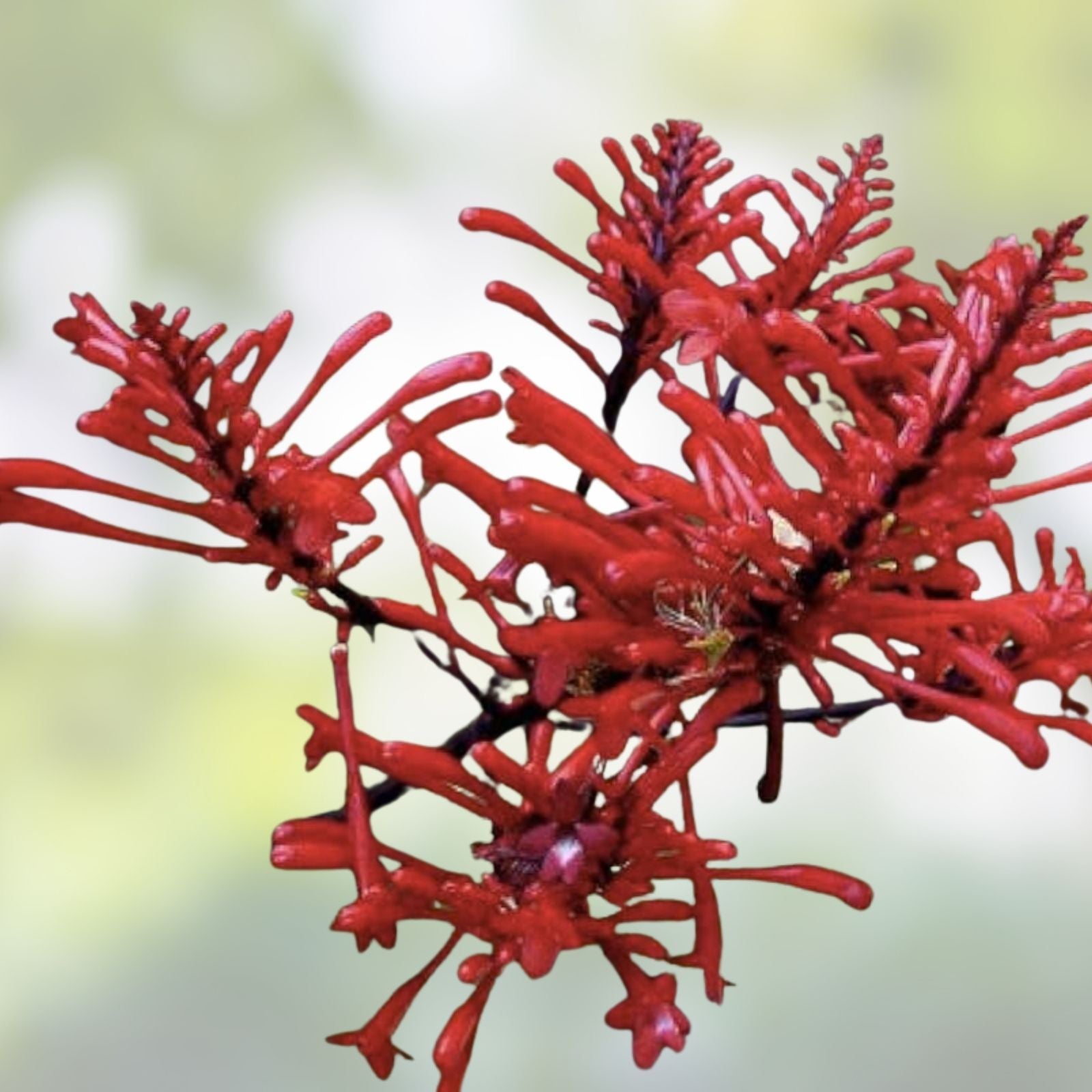 Red Firespike Plant Cuttings – 6 Organic Hummingbird Garden Plants, Odontonema strictum, Butterfly-Friendly, Easy to Grow