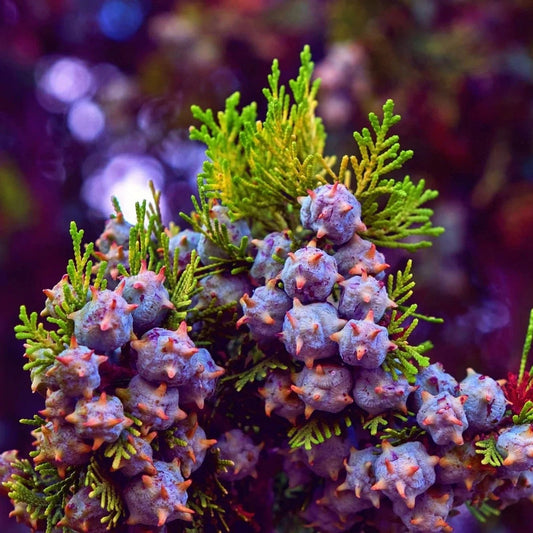 Oriental Arborvitae Tree Seeds 30 Pack, Evergreen, Drought-Resistant, Platycladus orientalis, Landscaping, Fast Growing