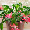 True Christmas Cactus 3 Per Pot Old Fashioned Pink Schlumbergera × buckleyi Indoor Succulent Plant