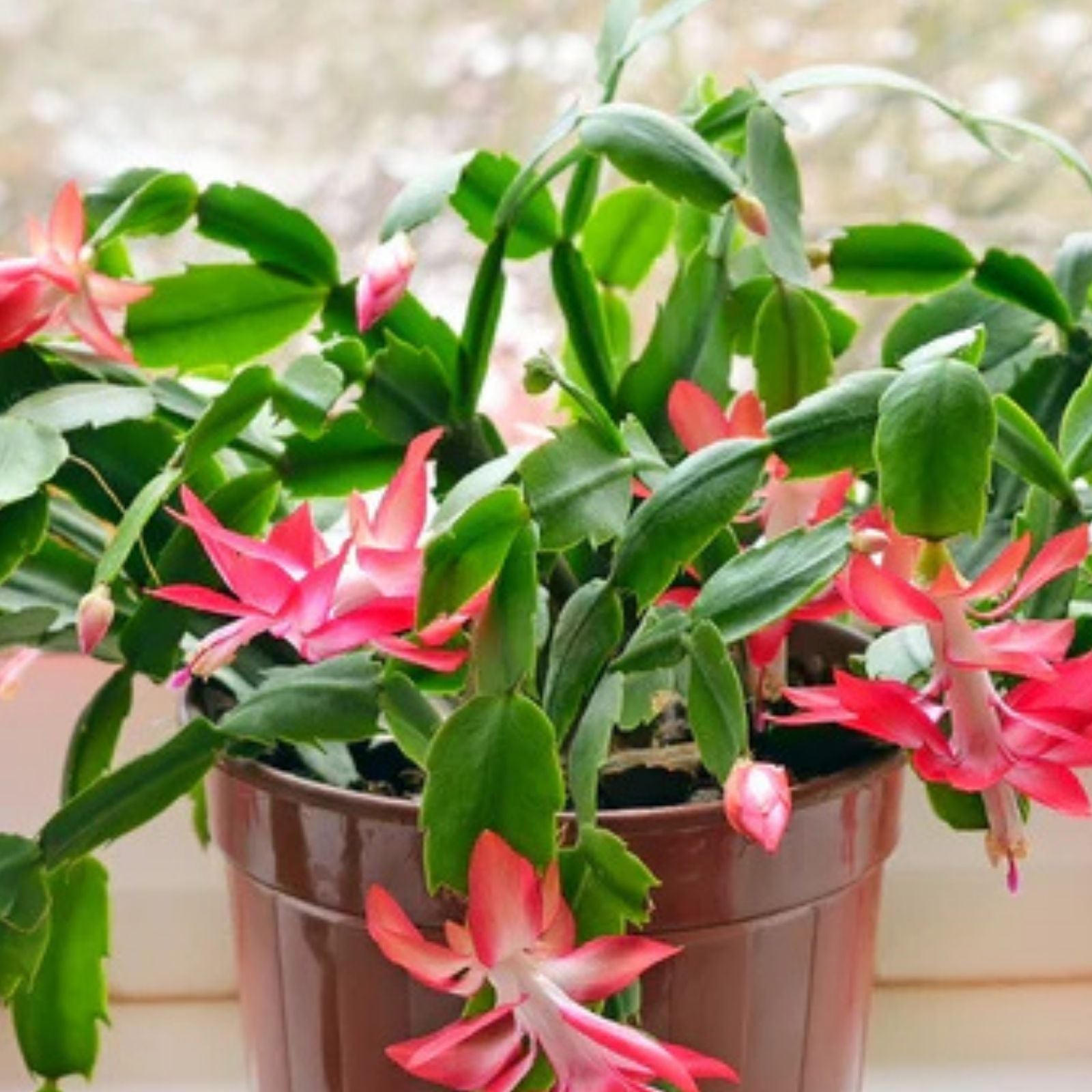 True Christmas Cactus 3 Per Pot Old Fashioned Pink Schlumbergera × buckleyi Indoor Succulent Plant