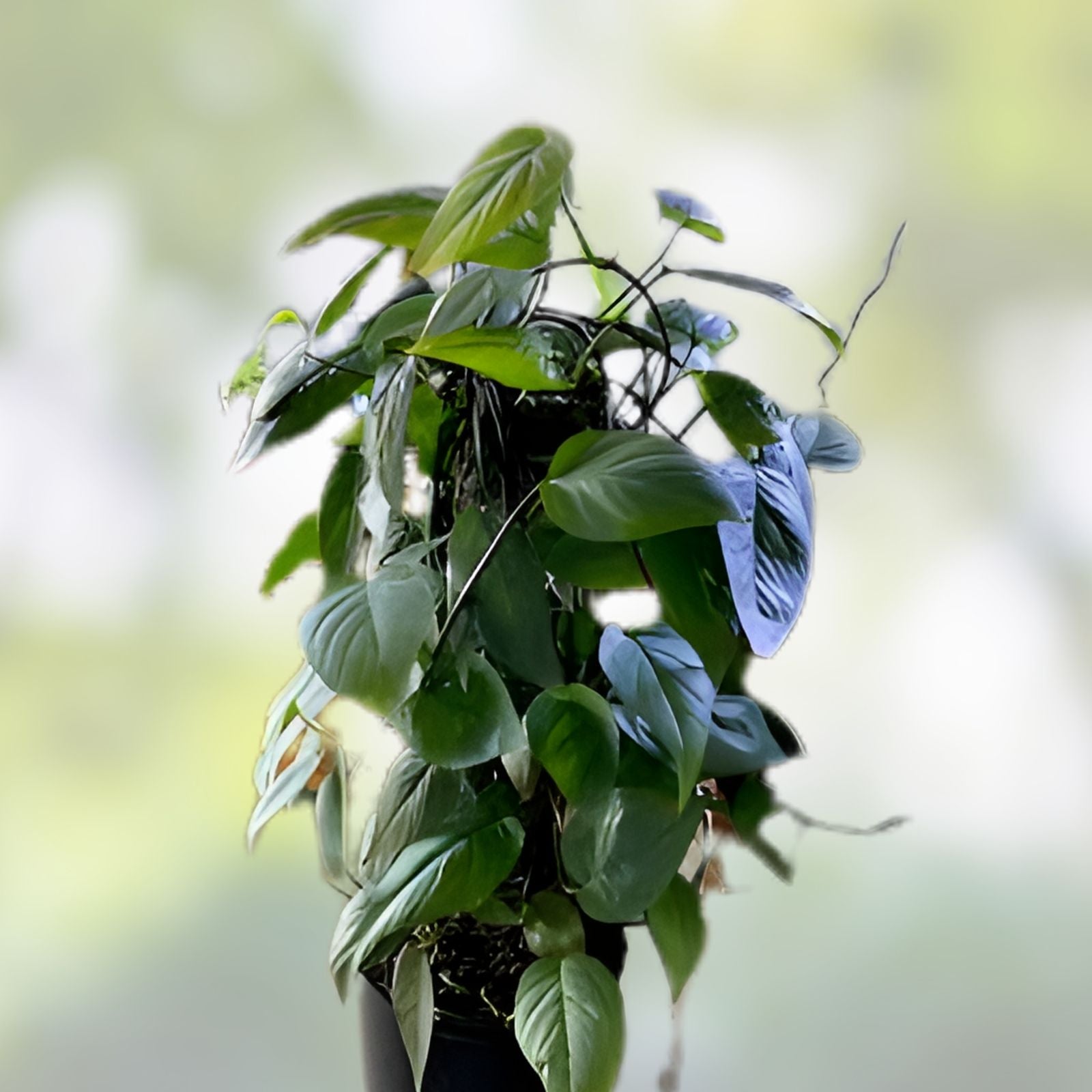 Cebu Blue Pothos Cutting Epipremnum Pinnatum Unrooted 4 Node Houseplant Indoor Decor