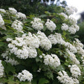 Hydrangea quercifolia Seeds 50 Pack White Flower Bush Hedge Shrub Live Plant Cutting Starter