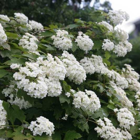 Hydrangea quercifolia Seeds 50 Pack White Flower Bush Hedge Shrub Live Plant Cutting Starter