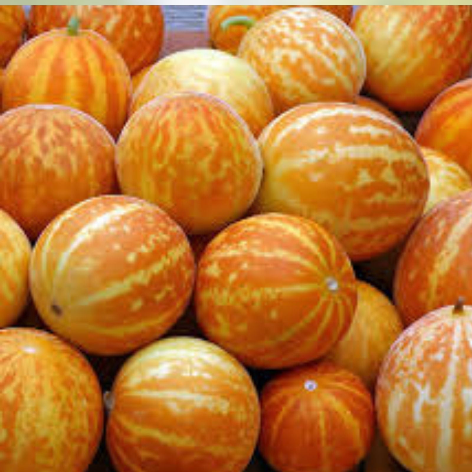 Queen Anne's Pocket Melon Seeds 10 Pack Heirloom Organic Cucumis melo Fruit Seeds, Unique Variety for Home Gardening