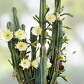 Cereus Peruvianus Cuttings 6-8 Inch Peruvian Apple Cactus Succulent Desert Cactus Set of 2