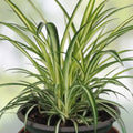 Live Green Spider Plant Cuttings - 5 Rooted Pups Chlorophytum comosum Indoor Houseplant