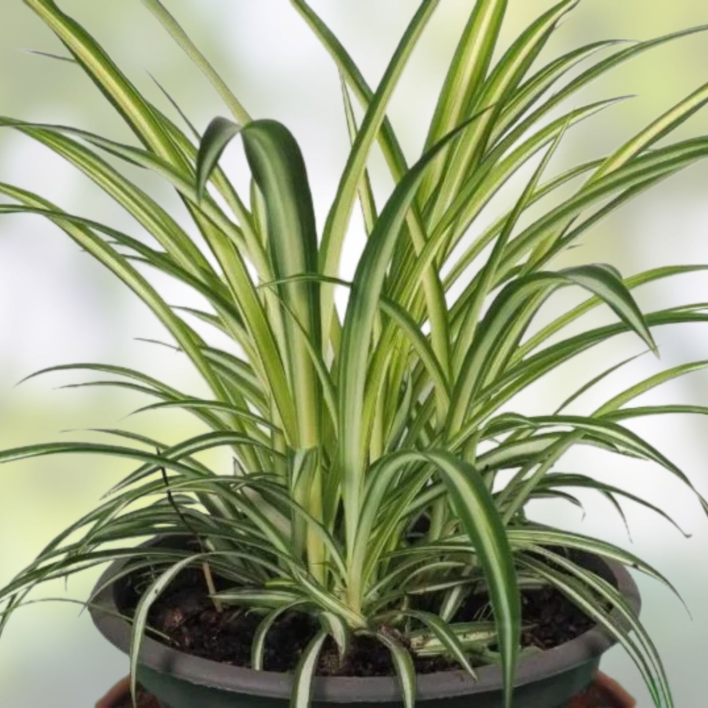 Live Green Spider Plant Cuttings - 5 Rooted Pups Chlorophytum comosum Indoor Houseplant