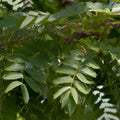 Honeylocust Tree Seeds 10 Pack Gleditsia caspian Fast Growing Shade Ornamental Landscaping Plant