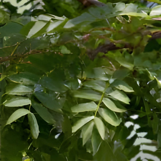 Honeylocust Tree Seeds 10 Pack Gleditsia caspian Fast Growing Shade Ornamental Landscaping Plant