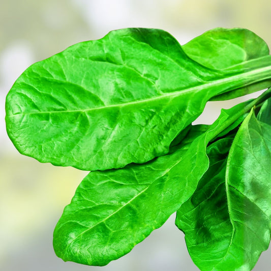 Organic Spinach Seeds Heirloom Spinacia oleracea Non-GMO Vegetable Garden Starter Plant Cutting
