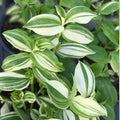 Tradescantia Fluminensis Cuttings - Variegated Wandering Jew Plant - Live Houseplant or Starter Plant - 4-inch Pot or 5 Cuttings