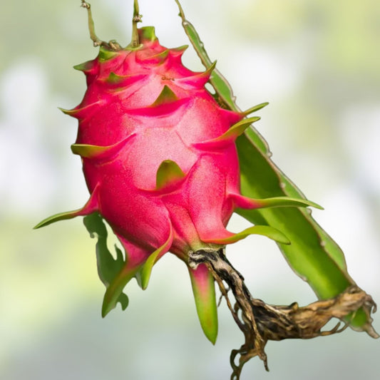 Mystery Dragonfruit Cuttings 4+ Inches Fully Rooted Hylocereus Fruit Plant 4 Varieties Live Plant