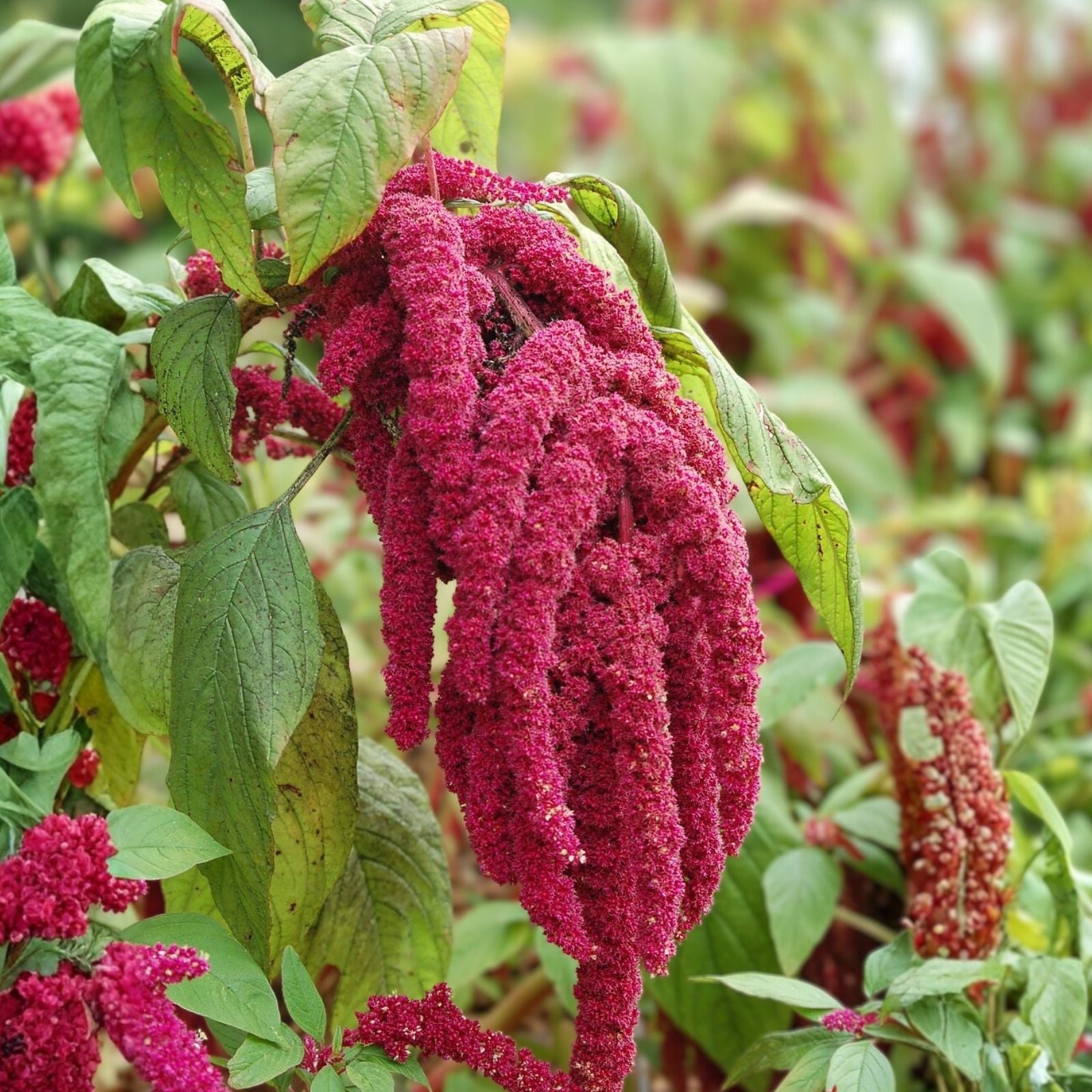Amaranthus caudatus Seeds | Love-Lies-Bleeding Flower Seeds | Ornamental Garden Plants | Annual Landscaping Seeds