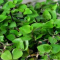 20 Dwarf Bolivian Wandering Jew Tradescantia Minima Callisia Repens Indoor Plant Cuttings Starter
