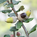 15 Quercus Ilex Holly Holm Oak Tree Seeds, Live Plant, Garden Landscape, Mediterranean Dalmatian Coast, Bare Root, Starter Plant