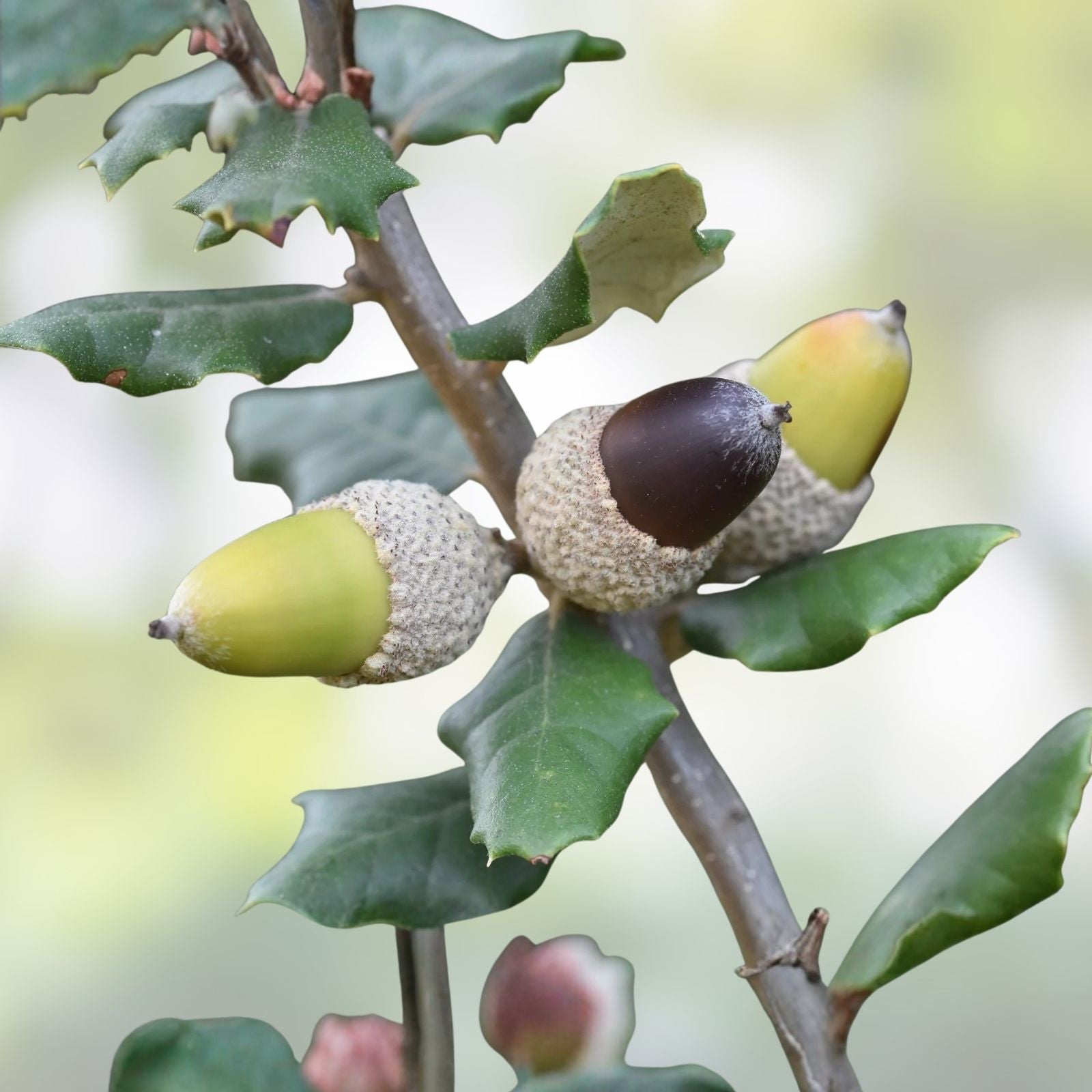 15 Quercus Ilex Holly Holm Oak Tree Seeds, Live Plant, Garden Landscape, Mediterranean Dalmatian Coast, Bare Root, Starter Plant