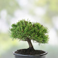 Dwarf Mugo Pine Bonsai Tree Seeds 30 Pack - Pinus mugo pumilio - Grow Your Own Bonsai Tree - Fresh Stock