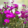 Purple Calandrinia spectabilis Cuttings - Live Plant, Fast Growing Rock Purslane, Starter Plant, Houseplant, Gardening Supplies
