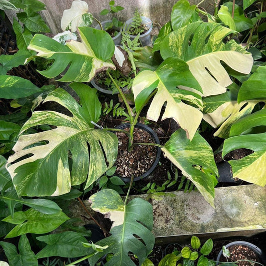 Monstera Aurea Variegated Tropical Houseplant in 6-inch pot, Monstera Deliciosa Variegata, live plant, rooted cutting