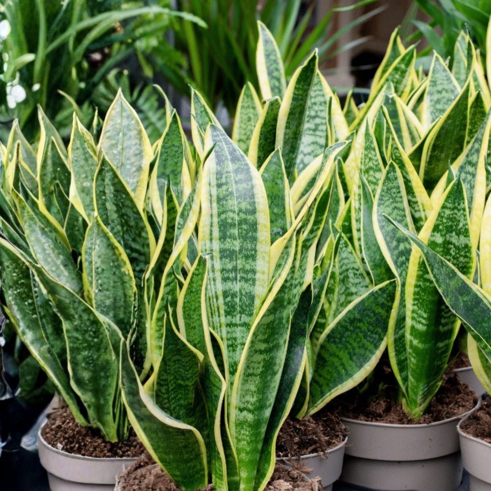 Snake Plant Cutting Sansevieria Trifasciata Live 3 Inch Houseplant, Rooted, Hardy, Fast-Growing, Indoor Plant, Starter Plant