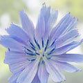 Bluest Blue Chicory Seeds 100+ Count - Live Cutting Flower - Cichorium intybus - Garden Flower Seeds