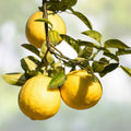 Ponderosa Lemon Cutting Citrus limon Live Plant Starter Tree for Crafts and Propagation