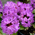 Rhododendron Florence Parks Starter Plant Well Rooted Garden Shrub Live Plant Rare Variety, Flowering, Shrub, Garden Plant