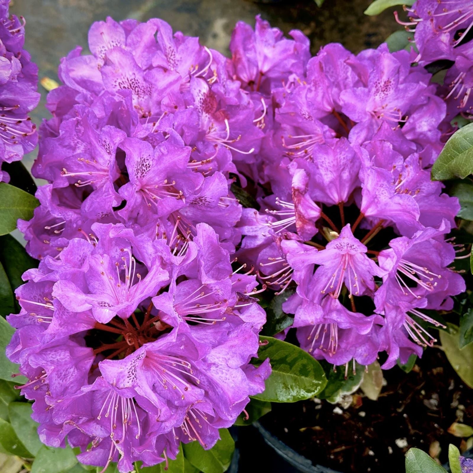 Rhododendron Florence Parks Starter Plant Well Rooted Garden Shrub Live Plant Rare Variety, Flowering, Shrub, Garden Plant