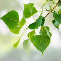 12 Hybrid Poplar Live Tree Cuttings, Cottonless Cottonwood, Populus deltoides, fast-growing shade tree, AZ grown