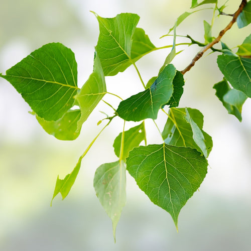 12 Hybrid Poplar Live Tree Cuttings, Cottonless Cottonwood, Populus deltoides, fast-growing shade tree, AZ grown