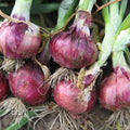 Burgundy Red Onion Seeds Allium cepa Short Day Heirloom Non-GMO 25+ Starter Plants for Gardening & Cooking